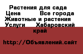 Растения для сада › Цена ­ 200 - Все города Животные и растения » Услуги   . Хабаровский край